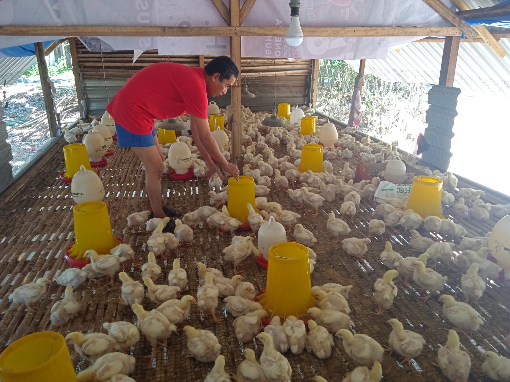 Ayam Beku Ilegal Tanpa Dokumen Marak Di KSB , Petani Ternak Menjerit