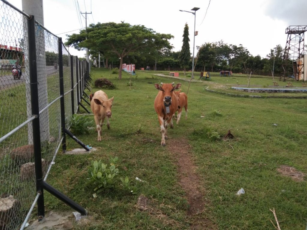 Sumbawa Kota Adipura , Sapi Berkeliaran Ditengah Kota