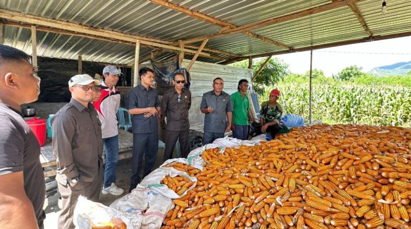 Komisi II DPRD KSB Tinjau Panen Jagung, Petani Keluhkan Sulitnya Pengeringan